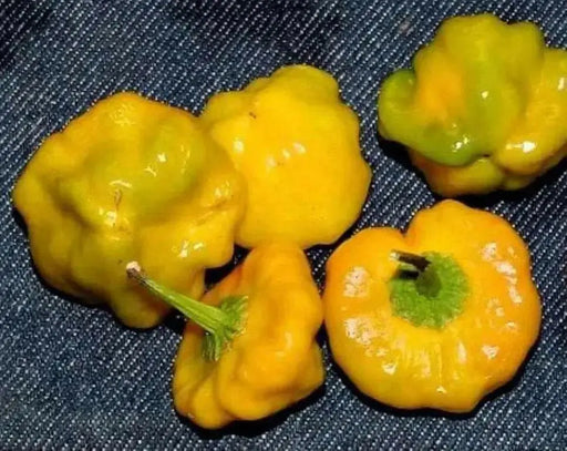 Yellow mushroom Hot Peppers, Jamaican scotch bonnet  (Capsicum chinense)  Organic Seeds, - Caribbean garden seed