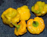 Yellow mushroom Hot Peppers, Jamaican scotch bonnet  (Capsicum chinense)  Organic Seeds, - Caribbean garden seed