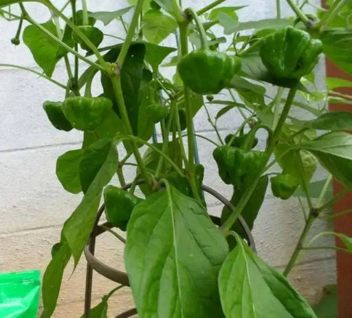 Yellow mushroom Hot Peppers, Jamaican scotch bonnet  (Capsicum chinense)  Organic Seeds, - Caribbean garden seed