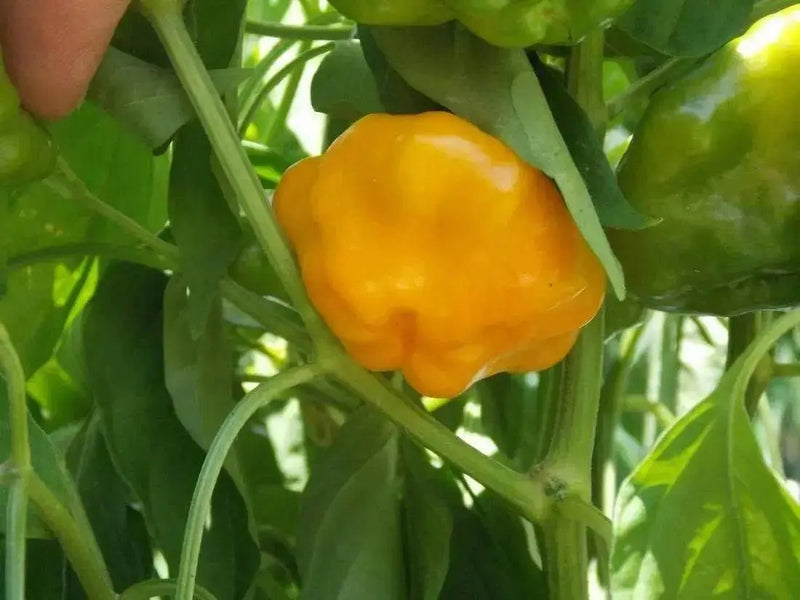Yellow mushroom Hot Peppers, Jamaican scotch bonnet  (Capsicum chinense)  Organic Seeds, - Caribbean garden seed
