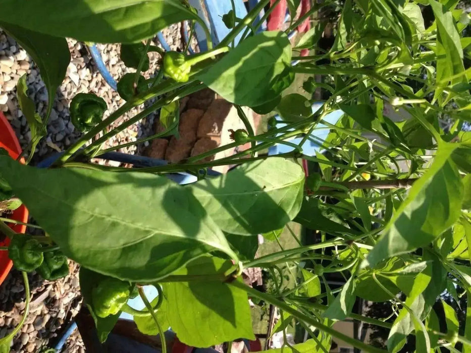 Yellow mushroom Hot Peppers, Jamaican scotch bonnet  (Capsicum chinense)  Organic Seeds, - Caribbean garden seed