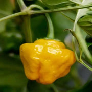 Yellow mushroom Hot Peppers, Jamaican scotch bonnet  (Capsicum chinense)  Organic Seeds, - Caribbean garden seed