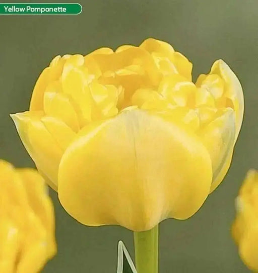 Yellow Pomponette ,Tulip BULBS- Double Late, Peony Flower - Caribbean garden seed