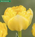 Yellow Pomponette ,Tulip BULBS- Double Late, Peony Flower - Caribbean garden seed