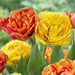 Yellow Pomponette ,Tulip BULBS- Double Late, Peony Flower - Caribbean garden seed