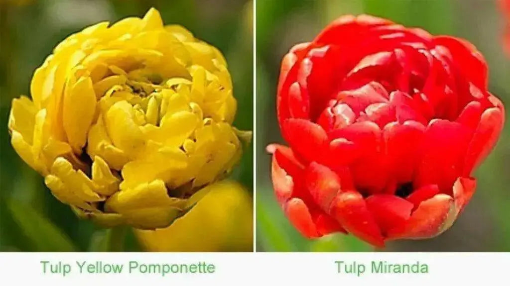 Yellow Pomponette ,Tulip BULBS- Double Late, Peony Flower - Caribbean garden seed