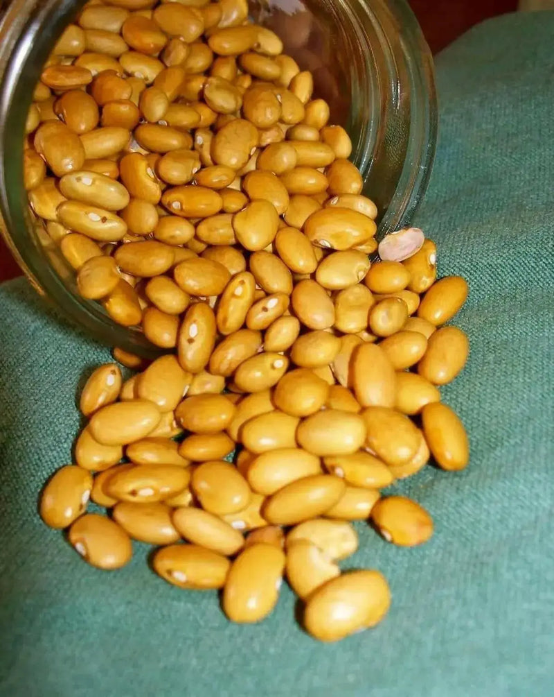 Yellow Indian Woman Bean , Bush,Heirloom (OP) Open Pollinated- Swedish heirloom  ! - Caribbean garden seed