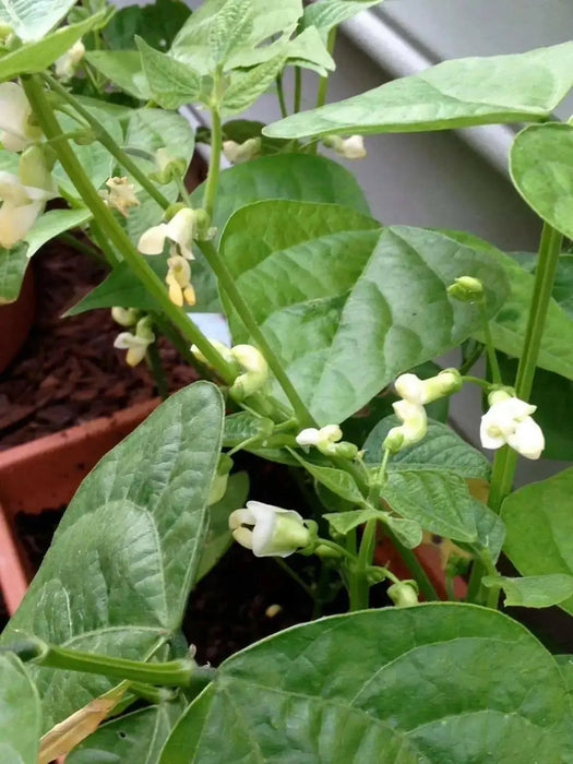 Yellow Indian Woman Bean , Bush,Heirloom (OP) Open Pollinated- Swedish heirloom  ! - Caribbean garden seed