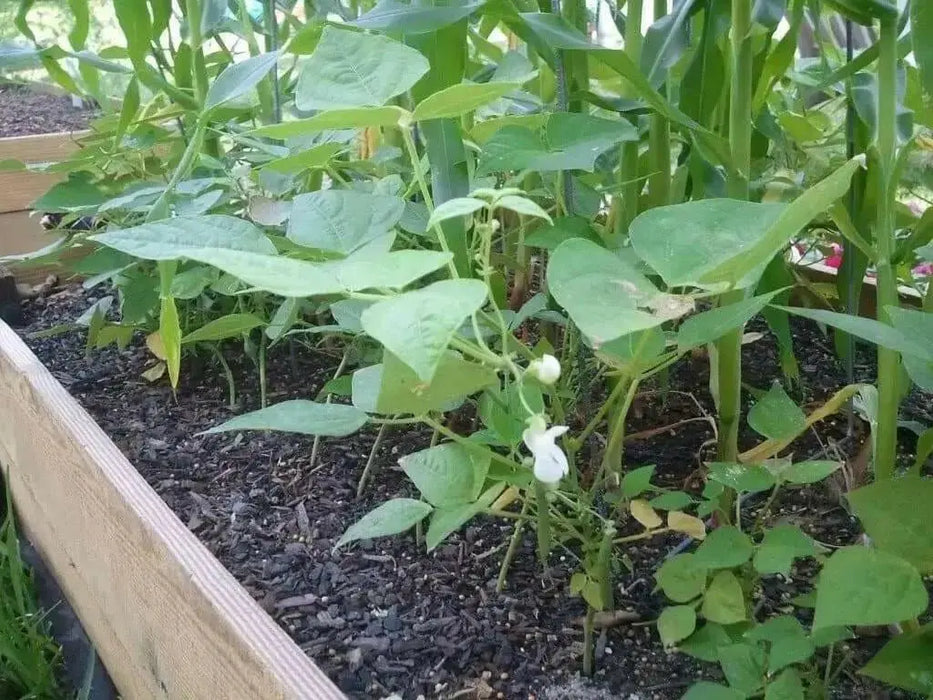 Yellow Indian Woman Bean , Bush,Heirloom (OP) Open Pollinated- Swedish heirloom  ! - Caribbean garden seed