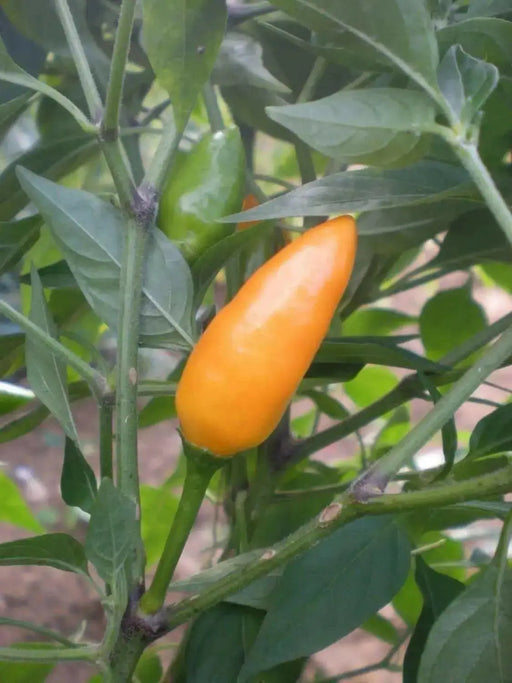 Yemen Chili, Pepper SEEDS, Capsicum baccatum ,Medium hot - Caribbean garden seed