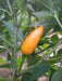 Yemen Chili, Pepper SEEDS, Capsicum baccatum ,Medium hot - Caribbean garden seed