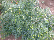 Yemen Chili, Pepper SEEDS, Capsicum baccatum ,Medium hot - Caribbean garden seed