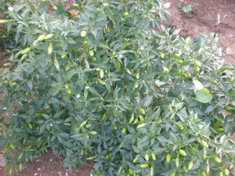 Yemen Chili, Pepper SEEDS, Capsicum baccatum ,Medium hot - Caribbean garden seed