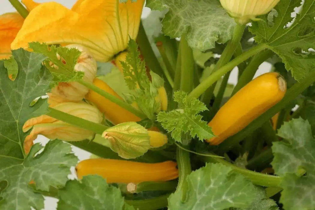 Yellow Zucchini Seeds, Squash Summer - Caribbean garden seed