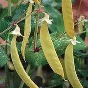 Yellow Pods Snow Peas ,Collected at a market in India,Edible pods, Asian Vegetable - Caribbean garden seed