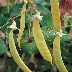 Yellow Pods Snow Peas ,Collected at a market in India,Edible pods, Asian Vegetable - Caribbean garden seed