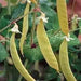 Yellow Pods Snow Peas ,Collected at a market in India,Edible pods, Asian Vegetable - Caribbean garden seed