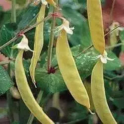 Yellow Pods Snow Peas ,Collected at a market in India,Edible pods, Asian Vegetable - Caribbean garden seed