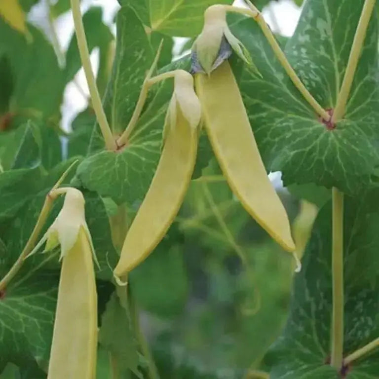 Yellow Pods Snow Peas ,Collected at a market in India,Edible pods, Asian Vegetable - Caribbean garden seed