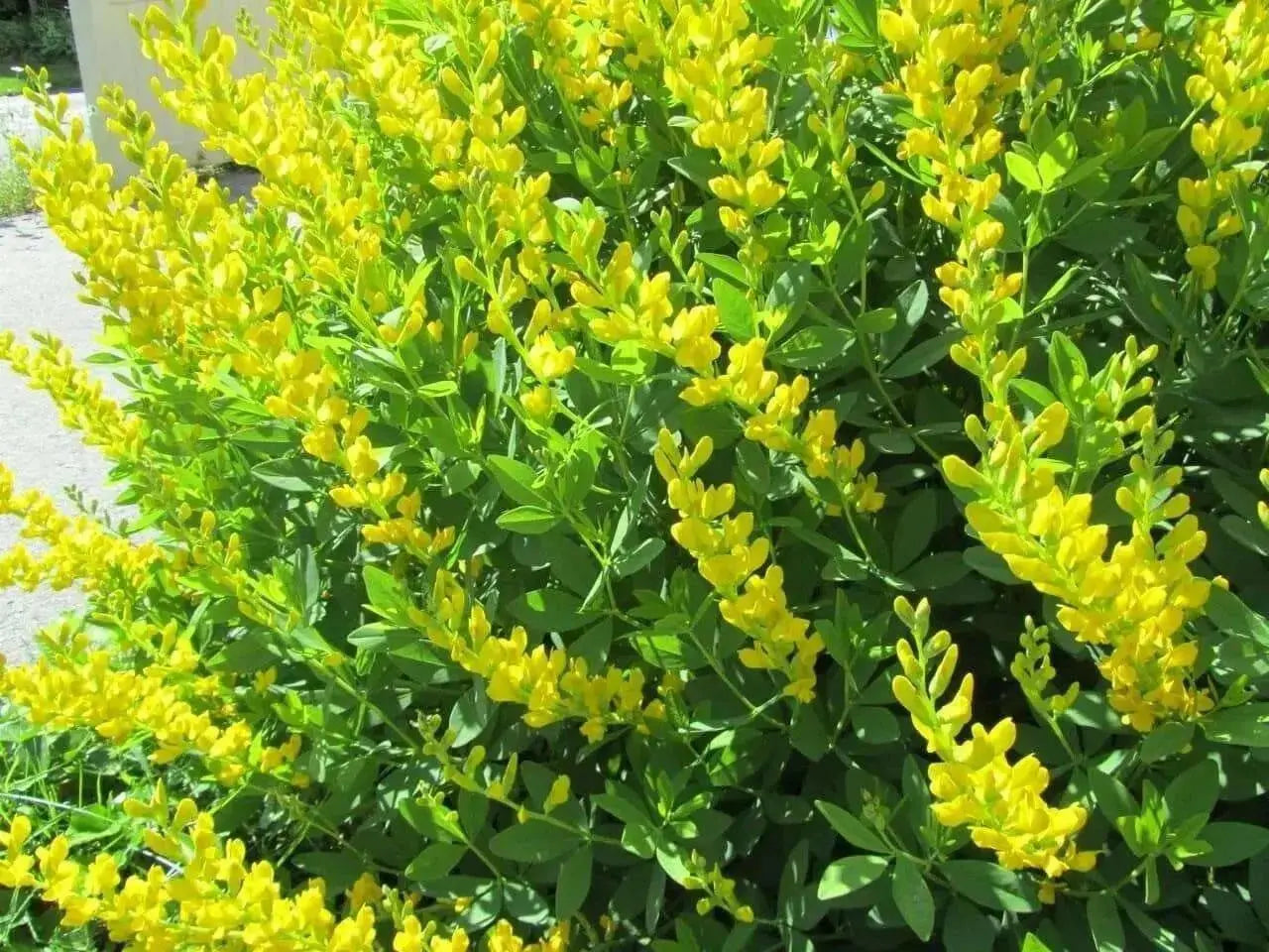PERENNIAL FLOWERS