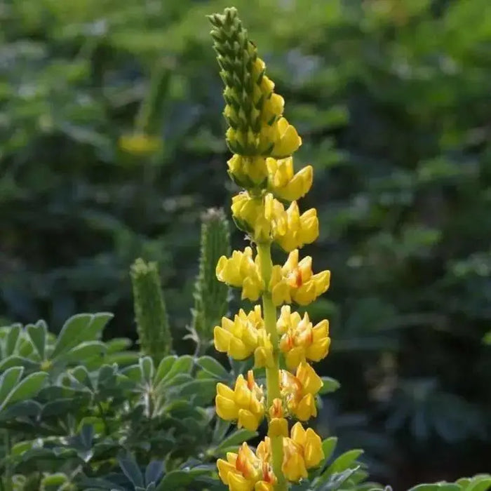 yellow Lupine Seeds ,perennial flowers - Caribbean garden seed