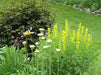 yellow Lupine Seeds ,perennial flowers - Caribbean garden seed