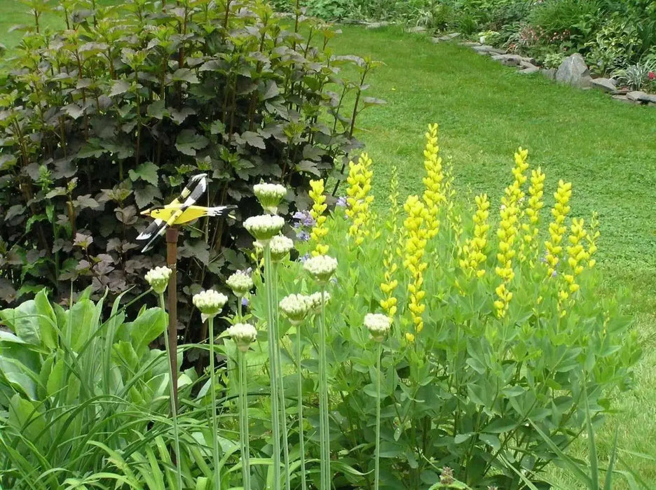 yellow Lupine Seeds ,perennial flowers - Caribbean garden seed