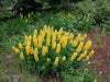 yellow Lupine Seeds ,perennial flowers - Caribbean garden seed