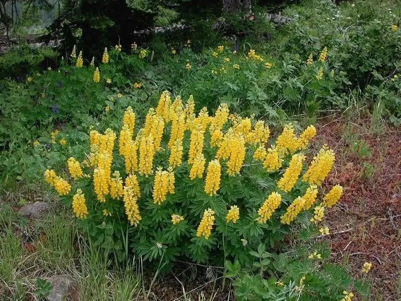 yellow Lupine Seeds ,perennial flowers - Caribbean garden seed