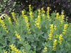 yellow Lupine Seeds ,perennial flowers - Caribbean garden seed