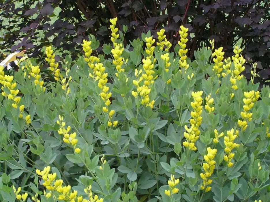 yellow Lupine Seeds ,perennial flowers - Caribbean garden seed