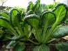 Yukina Savoy "Chinese Cabbage , Asian Vegetable - Caribbean garden seed