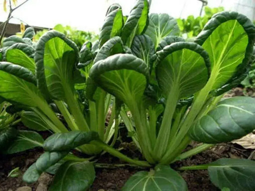 Yukina Savoy "Chinese Cabbage , Asian Vegetable - Caribbean garden seed