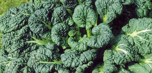 Yukina Savoy "Chinese Cabbage , Asian Vegetable - Caribbean garden seed