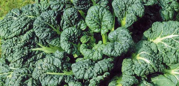 Yukina Savoy "Chinese Cabbage , Asian Vegetable - Caribbean garden seed