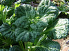 Yukina Savoy "Chinese Cabbage , Asian Vegetable - Caribbean garden seed
