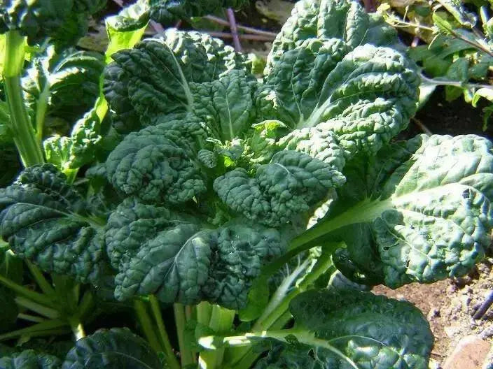 Yukina Savoy "Chinese Cabbage , Asian Vegetable - Caribbean garden seed