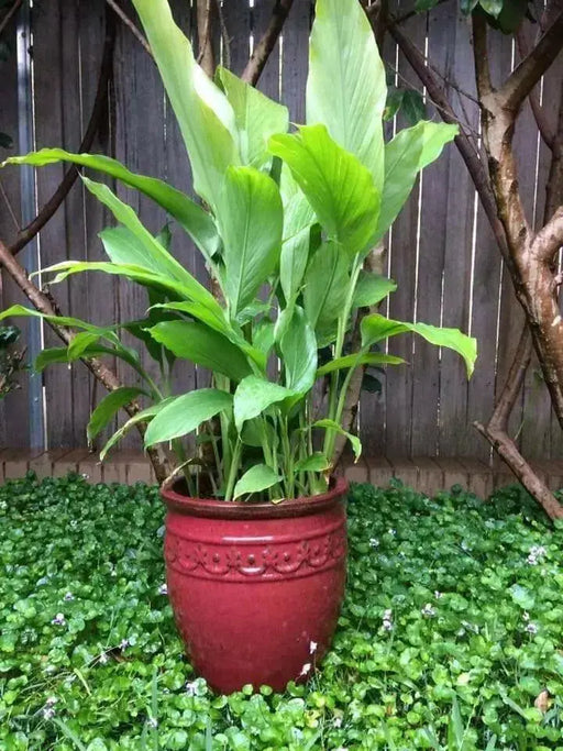 YELLOW Turmeric (rhizome)  Plant Indoors or OUTDOOR - Caribbean garden seed