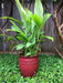 YELLOW Turmeric (rhizome)  Plant Indoors or OUTDOOR - Caribbean garden seed