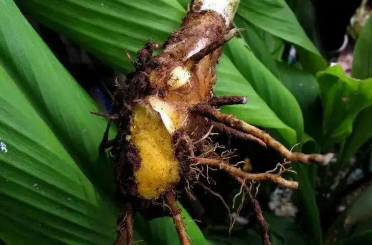 YELLOW Turmeric (rhizome)  Plant Indoors or OUTDOOR - Caribbean garden seed