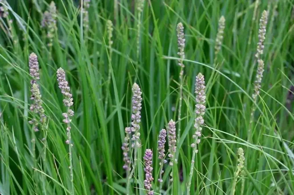 Zhi Mu Seeds, s/Chinese medicinal Herb, asian vegetable - Caribbean garden seed