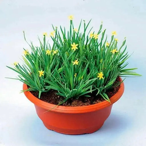 Yellow-eyed Grass Seed (Sisyrinchium californicum) Perennial flower - Caribbean garden seed