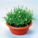 Yellow-eyed Grass Seed (Sisyrinchium californicum) Perennial flower - Caribbean garden seed