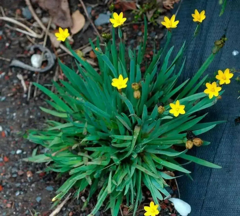 Yellow-eyed Grass Seed (Sisyrinchium californicum) Perennial flower - Caribbean garden seed
