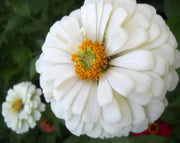 Zinnia  Elegans White, annual Flowers seed - Caribbean garden seed