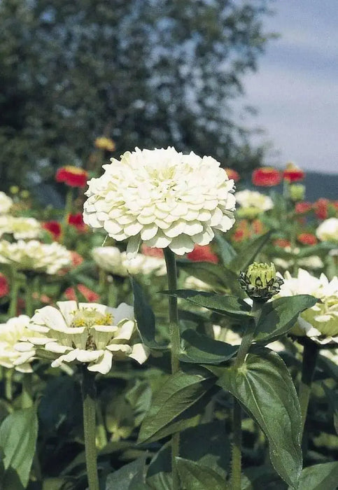 Zinnia  Elegans White, annual Flowers seed - Caribbean garden seed