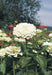 Zinnia  Elegans White, annual Flowers seed - Caribbean garden seed