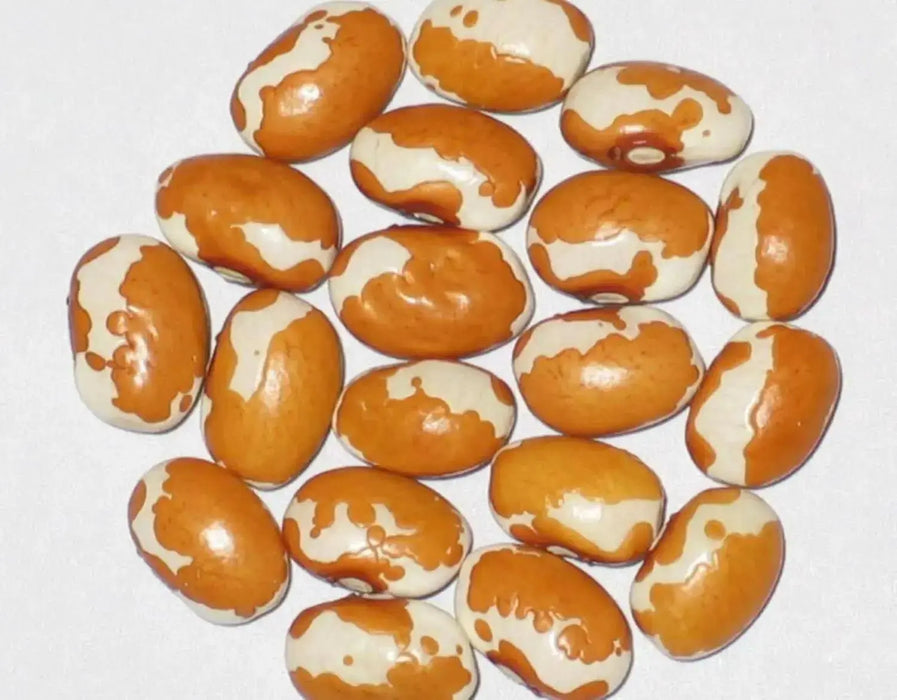 Zuni Shalako Bean Seed, Non-GMO,Heirloom Grown Organically ! - Caribbean garden seed