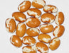 Zuni Shalako Bean Seed, Non-GMO,Heirloom Grown Organically ! - Caribbean garden seed