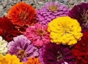 Zinnia Seeds - Pumila / Cut & Come Again Zinnia elegans - Caribbean garden seed